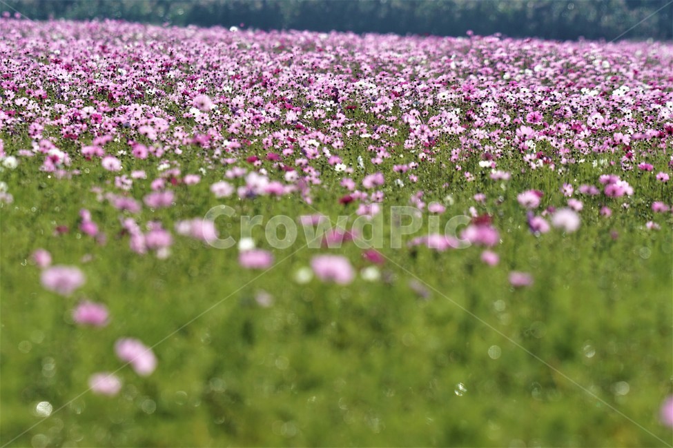 가을,코스모스,꽃,자연,식물,nature,계절,fall,autumn,season,flower,가을,계절,fall,autumn,season,식물,자연,plants,nature,꽃,flower,plant,petal,꽃잎,blossom