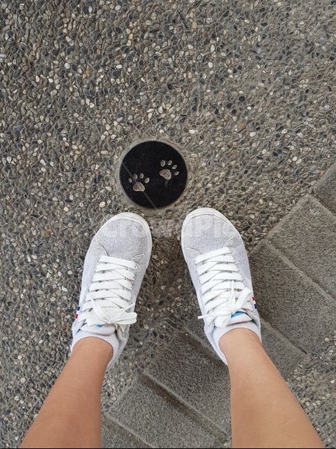 발,운동화,신발,땅,자취남기기,고양이발자국