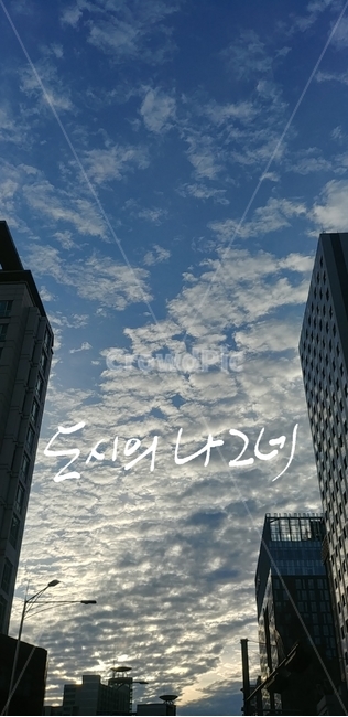 캘리그라피,도시,나그네,빌딩,하늘,건물,building,officebuilding,사무실건물