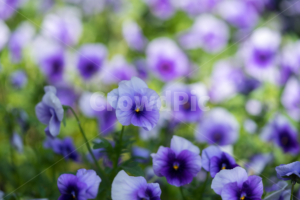 팬지,봄,꽃,자연,식물,봄꽃,근접,식물,자연,plants,nature,꽃,flower