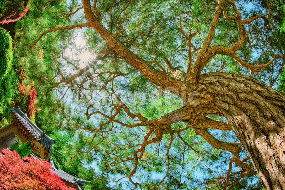 pine tree,forest,branch,beautiful,season,wood,High,sky,pinetree,Korean landscape,green,nature,asia,tree,low angle,Red,outdoor,sunlight,korea,blue,Asia,Hanok,culture,plant,autumn,landscape,Sunny