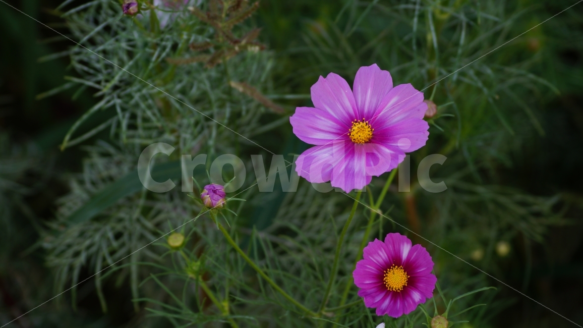 코스모스,가을,꽃,꽃사진,식물,가을,계절,fall,autumn,season,식물,자연,plants,nature,꽃,flower,plant,blossom,geranium,제라늄