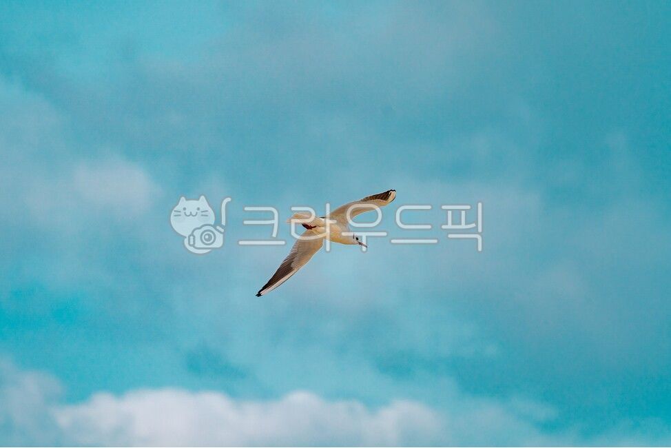 sky,blue sky,bird,sea bird,animal,Seagull