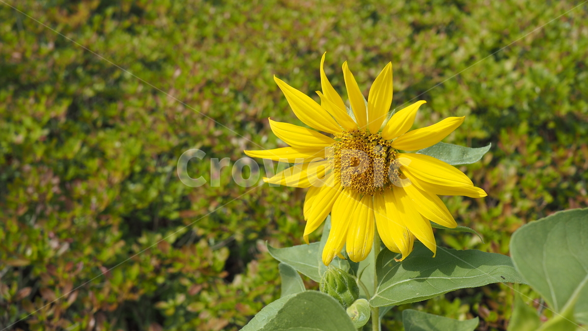 야생화,꽃,color,wildflower,flower