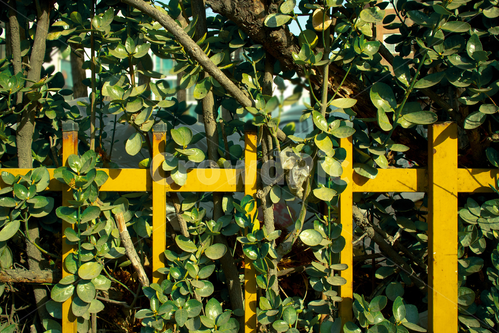 초록,울타리,노랑,나뭇잎,봄,spring,green,yellow,fence,leaf,식물,plant,야외,outside,outdoor,푸르름,평화로운,peaceful,따뜻한,warm,명랑,활기,밝은,맑은,sunny,clear,화창한,bright,식물,자연,plants,nature