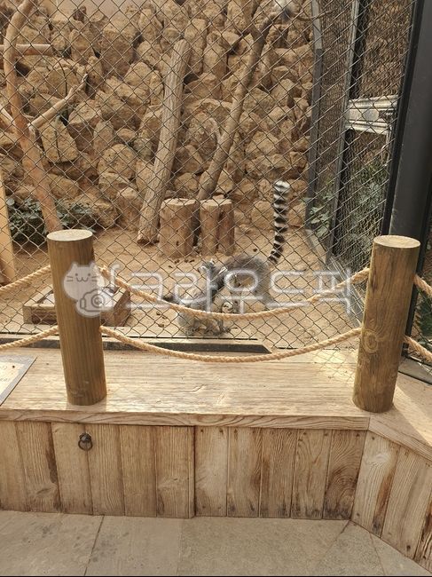 알락꼬리여우원숭이,원숭이,포유류,동물,mammal,animal,동물원,zoo