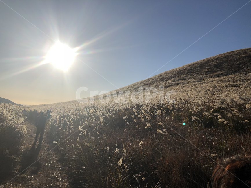 제주도,오름,억새,하늘,해질녘,가을,자연,역광,가을,계절,fall,autumn,season,자연,풍경,nature,landscape,light,빛,flare,플레어,sunlight,햇빛,outdoors,옥외