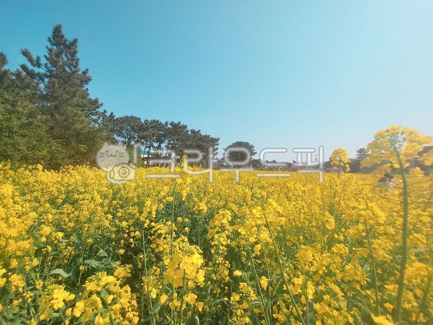 healing,nature,yellow flower,rape flower,rape flower field