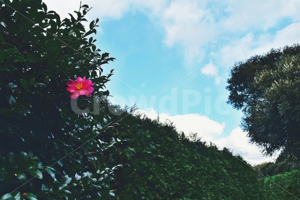 메이즈랜드,제주도,제주,여행,서귀포,자연,풍경,nature,landscape,식물,plants,꽃,flower,plant,leaf,잎,tree,나무