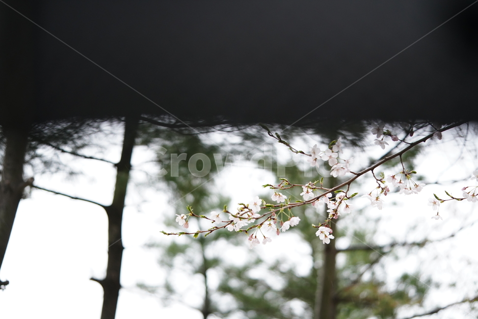 꽃,벚꽃,봄,계절,플라워,화이트,흰색,하얀색,생물,감성,느낌,식물,flower,spring,white