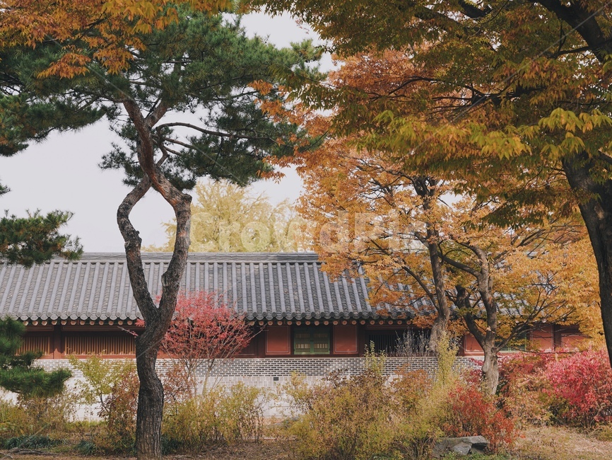 창덕궁,단풍,단풍놀이,가을,풍경,tree,나무,plant,식물,treetrunk,나무줄기,autumn,가을,계절,fall,autumn,season,한국전통,한국문화,korean traditional,korean culture,랜드마크,landmark,tourist attraction,한국랜드마크,한국관광지,한국명소,korea landmark,korea tourist attraction,tree trunk,나무 줄기