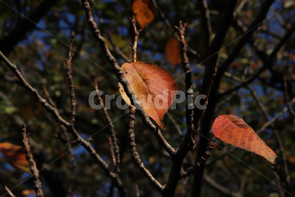 단풍,나뭇잎,낙엽,식물,가을,풍경,가을,계절,fall,autumn,season,veins,정맥