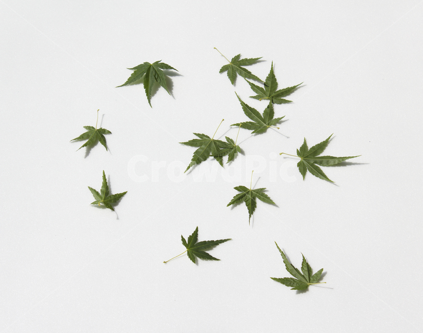 가지,잎사귀,나뭇가지,잎,이파리,단풍,나뭇잎,녹색,그린,초록색,흰배경,줄기,자연,식물,클로즈업,단풍잎,탑,탑뷰,탑앵글,뒷면,식물,자연,plants,nature