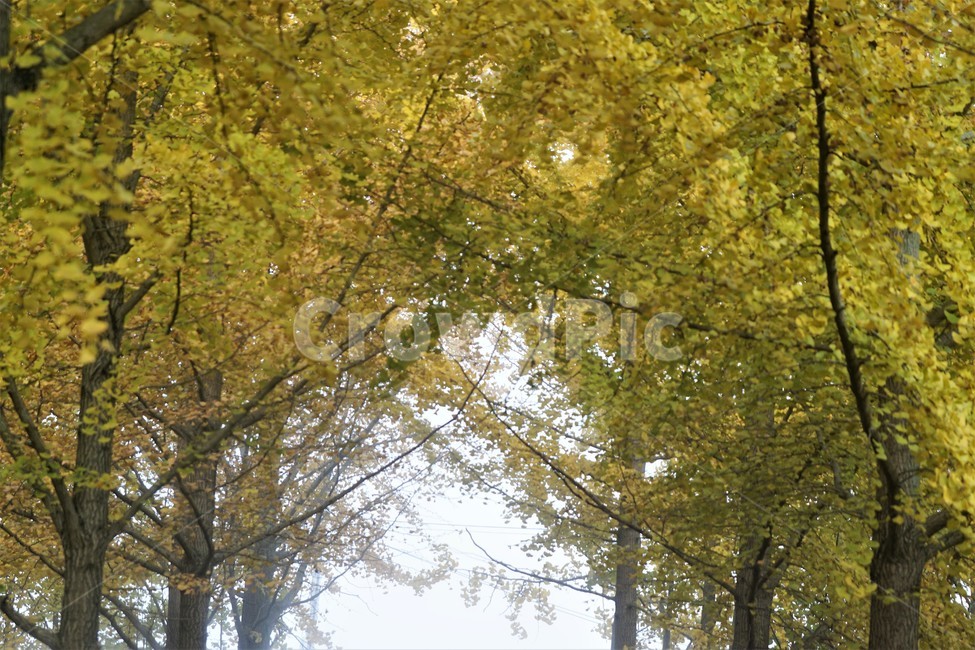 가을,은행나무,자연,나무,식물,감성,안개,단풍,풍경,자연풍경,nature,fall,autumn,trees,yellow,가을,계절,fall,autumn,season,tree,plant,tree trunk,나무 줄기