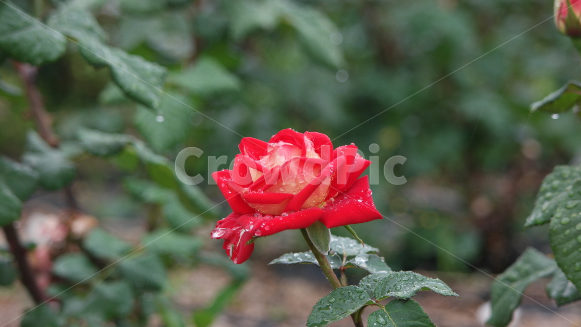 로즈가든,장미,장미꽃,장미원,로즈,薔薇,rose,식물,자연,plants,nature,꽃,flower