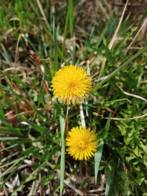 plant,식물,꽃,flower,잎