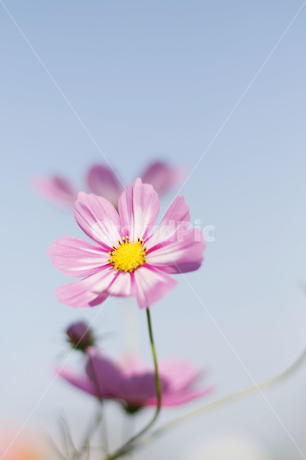 식물,flower,꽃,코스모스,cosmos,꽃잎,plant,식물,자연,plants,nature,꽃,flower