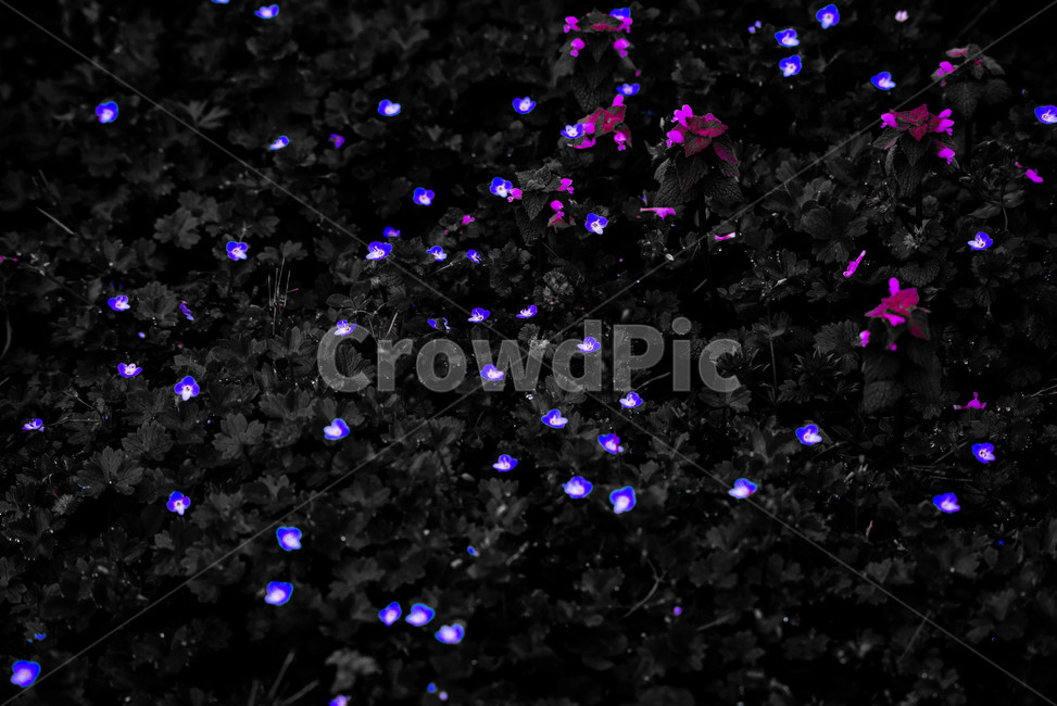 plant,식물,발광,야광꽃,꽃