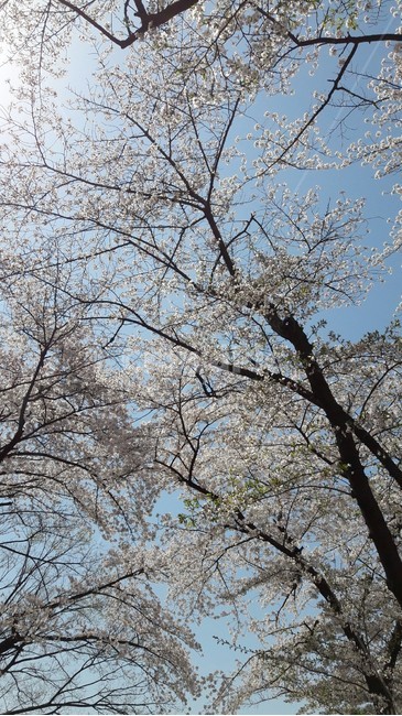 벚꽃,벚꽃나무,봄하늘,봄벚꽃,흰벚꽃나무
