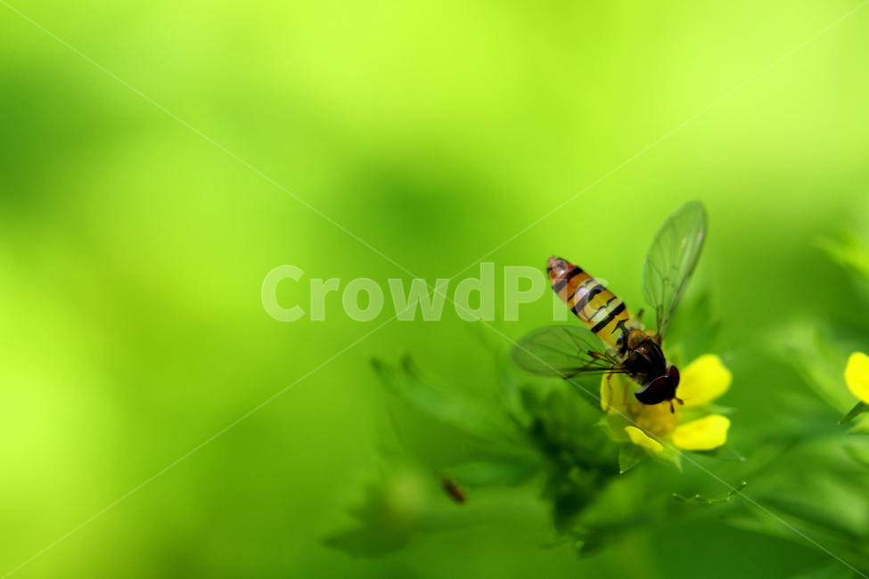 동물,곤충,벌,식물,꽃,식물,자연,plants,nature,꽃,flower,동물,animal,곤충,벌레,insect,bug