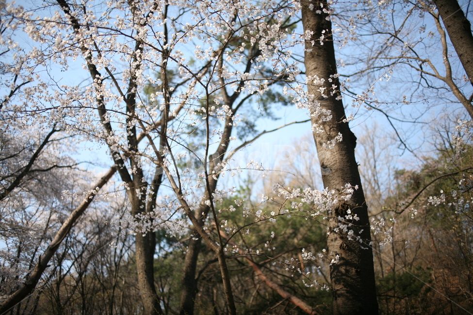 풍경,꽃,벚꽃,봄,나무,tree,flower,cherryblossom,blossom