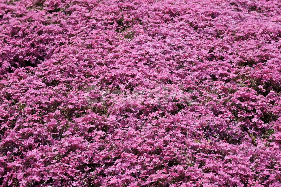 꽃,철쭉,봄,꽃구경,봄꽃,flower