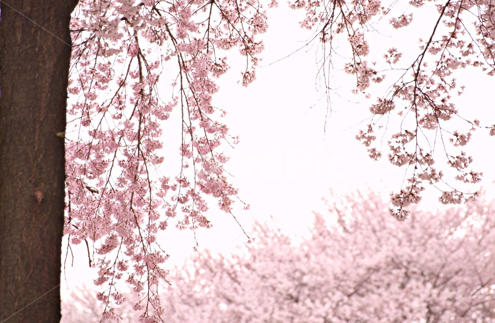 벚꽃,봄축제,벚꽃축제,봄,감성,봄,계절,spring,season,꽃,flower,plant,식물,blossom,cherry blossom