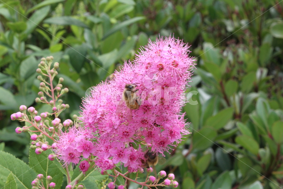 꼬리조팝나무,꽃,식물,벌,willowleafspiraea,식물,자연,plants,nature,꽃,flower,동물,animal,곤충,벌레,insect,bug