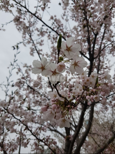 꽃,벚꽃,나무,봄,하늘,봄,계절,spring,season,식물,자연,plants,nature,꽃,flower,plant,blossom