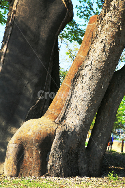나무,초록잎,tree,plant,식물,나무줄기,기린,giraffe,nature,야외,공원,outdoor