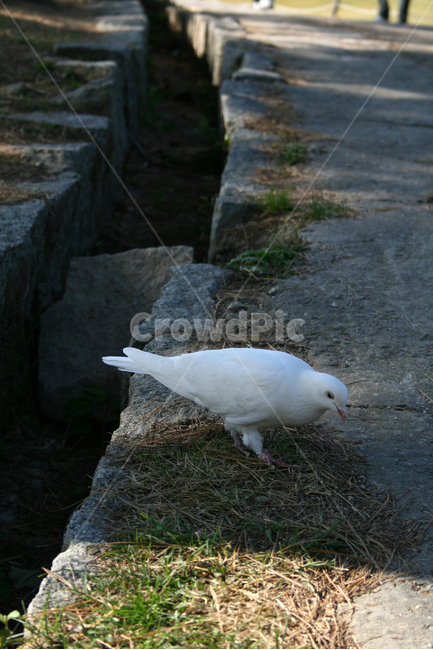 하얀비둘기,비둘기,조류,하얀,평화,순수,동물,animal,조류,새,birds