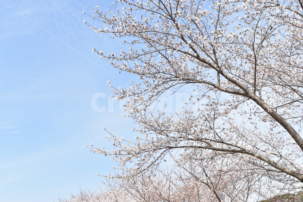 꽃,벚꽃,봄,목련,나무,하늘,아름다움,화사함,flower,봄,계절,spring,season,tree,plant,식물