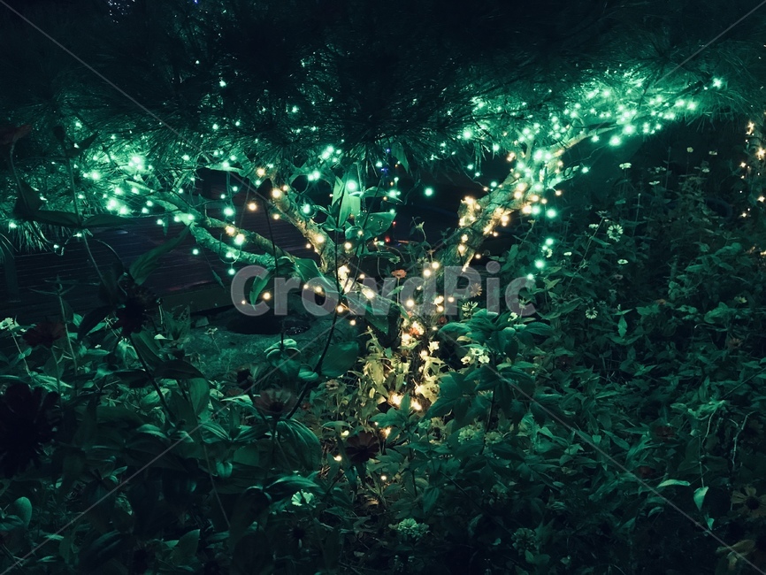 nature,자연,옥외,빛,outdoors,light,flare,피터팬,tree,나무,plant,식물,ornament,장식,lighting,조명