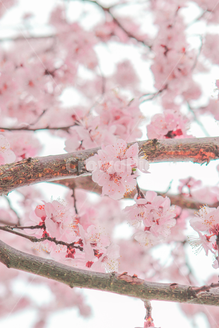 봄,벚꽃,매화,꽃,분홍,핑크,색깔,색감,색상,자연,풍경,계절,spring,blossom,cherryblossom,flower,pink