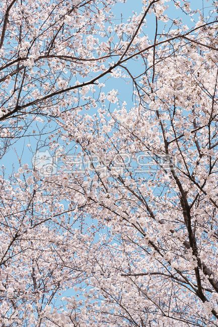 spring,sky,cherry blossom tree,Cherry Blossom,nature,background,cherryblossom,flower
