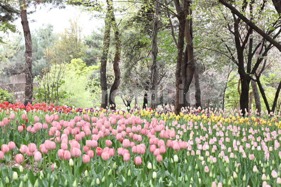 튤립,꽃,봄,계절,자연,공원,꽃밭,꽃길,색깔,tulips,flowers,spring,season,nature,field,park,colors,colorful,landscape,풍경,봄날,봄,계절,spring,season,식물,자연,plants,nature,꽃,flower,plant,blossom