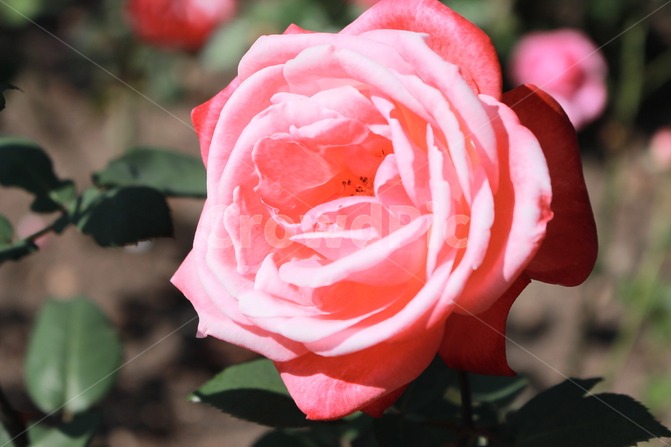 장미,꽃,자연물,공원,flower,식물,자연,plants,nature,꽃,flower