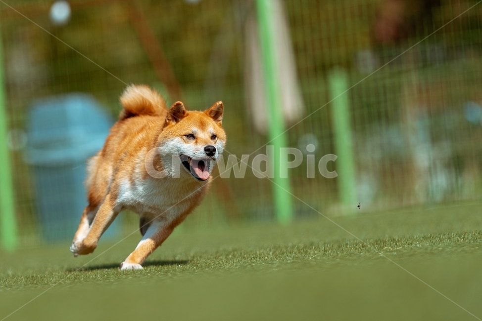 animal,pet,동물,dog,개,포유류,시바,시바이누,시바견,적시바,동물,animal,포유류,mammal,개,강아지,dog,doggy