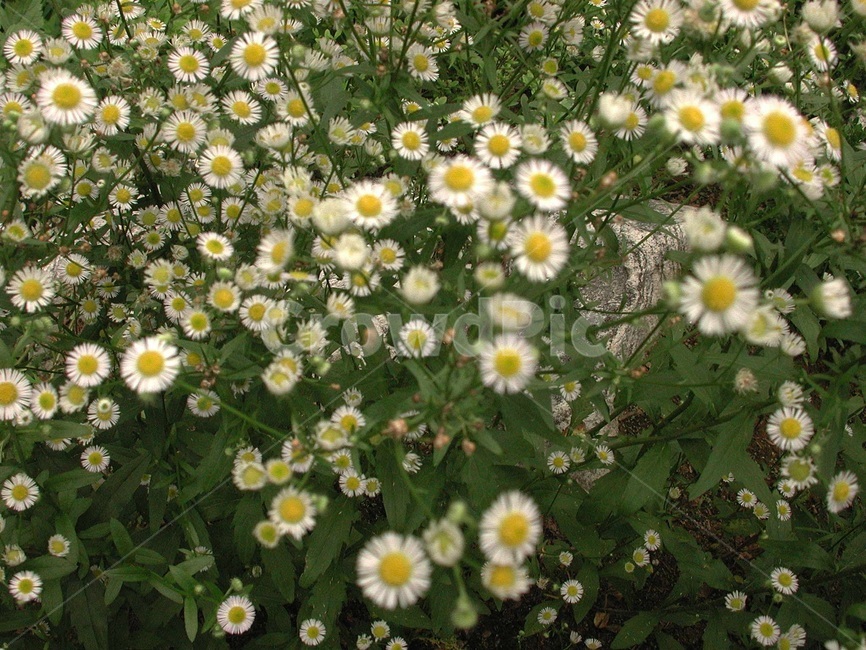 들풀,들꽃,배경,바탕화면,꽃,식물,자연,식물,자연,plants,nature,꽃,flower