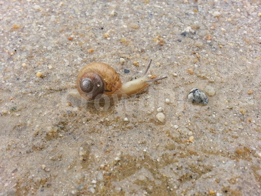 곤충,벌레,달팽이,insect,nature,자연,동물,animal,생명,축축한땅,젖은땅,비온후,비온뒤,기어가다,엉금엉금,느릿느릿,천천히,slow,슬로우,느림보,느림뱅이,느린,이동,움직임,move,접사,클로즈업,macro,closeup,snap,스냅,마크로,동물,animal