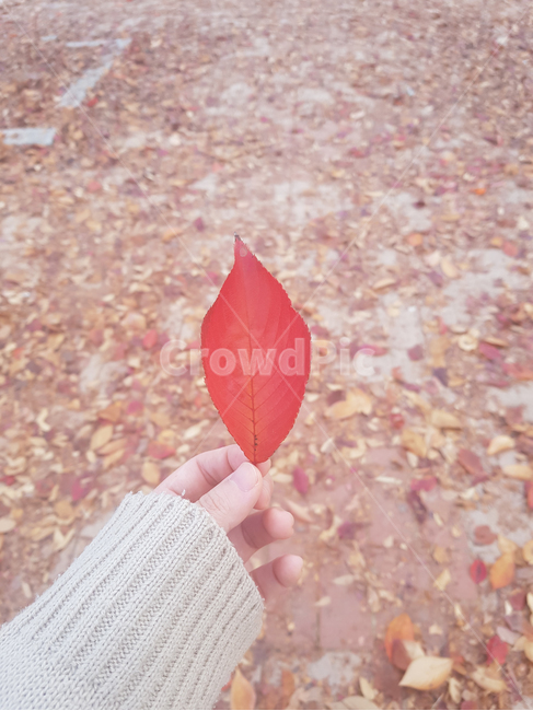 단풍잎,손가락,낙엽,가을,니트,아늑함,autumn,fallenleaves,red,finger,knitwear,nail,fall,focus,leaves,soft,cozy