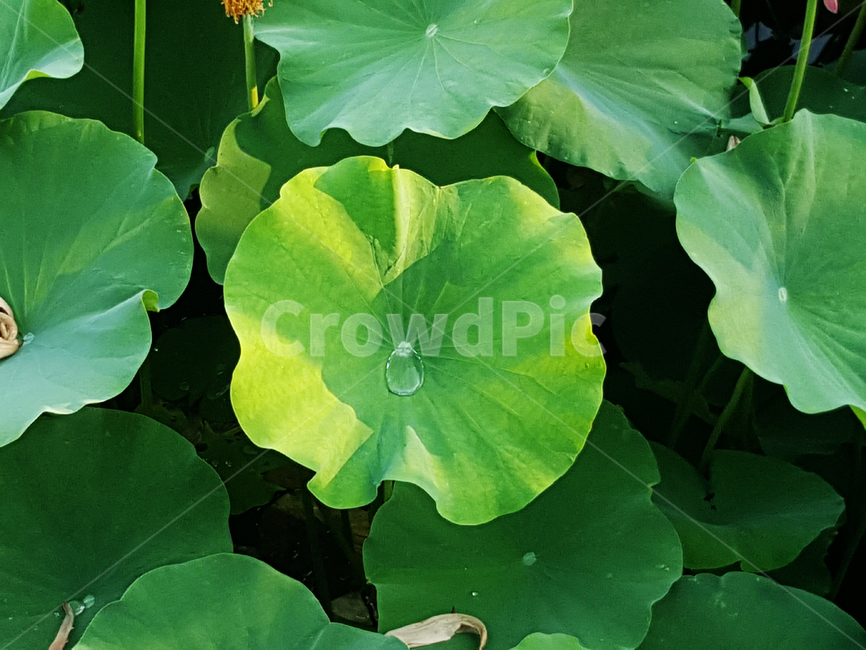식물,초록,숲,자연,나무,나뭇잎,연꽃,연잎,이슬,식물,자연,plants,nature