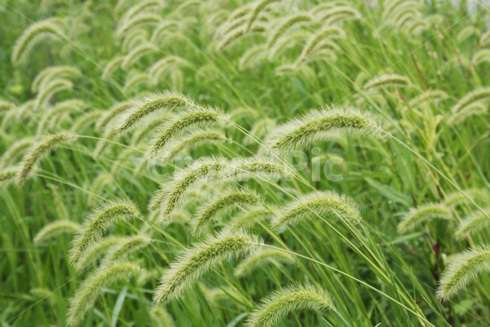 강아지풀,벼과,한해살이풀,구미초,낭미초,식물,자연,식물,자연,plants,nature