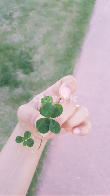 네잎클로버,초록,손,행운,행복,식물,자연,plants,nature