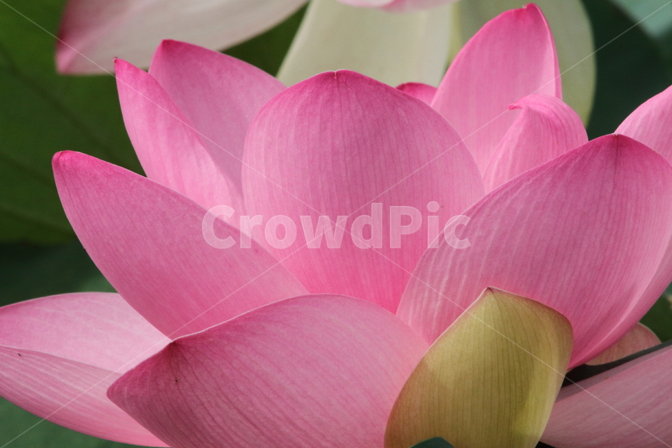 연,연꽃,꽃,식물,lotus,식물,자연,plants,nature,꽃,flower
