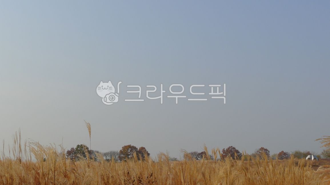 sky,early winter,outdoors,Sky Park,Silver grass,hazy sky,late fall