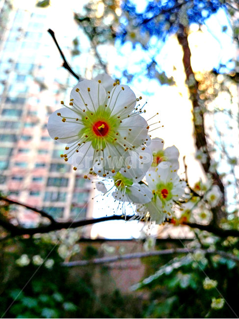 매화,꽃,봄,봄꽃,spring,flower,감성,자연,nature,식물,botany,꽃잎,암술,수술,closeup,클로즈업,식물,자연,plants,nature,꽃,flower