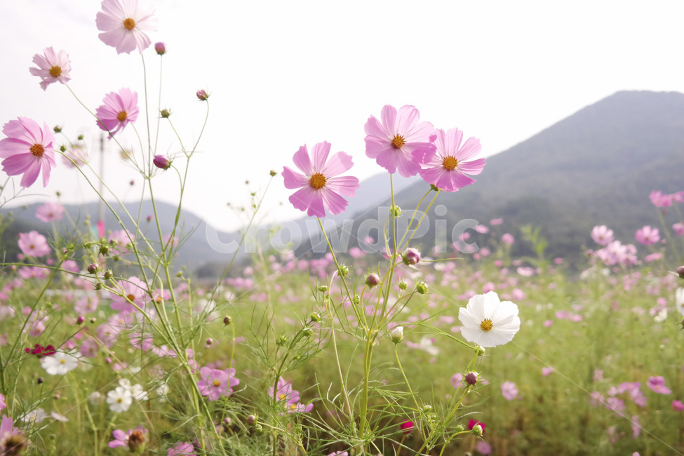 코스모스,가을,flower,cosmos,꽃잎,petal,autumn,식물,자연,season,plants,nature,경치,야외,blossom,식물,자연,plants,nature,꽃,flower