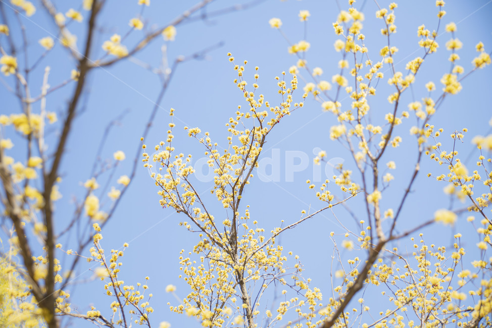 산수유,봄꽃,노랑,꽃나무,노랑꽃,plant,식물,식물,자연,plants,nature,꽃,flower