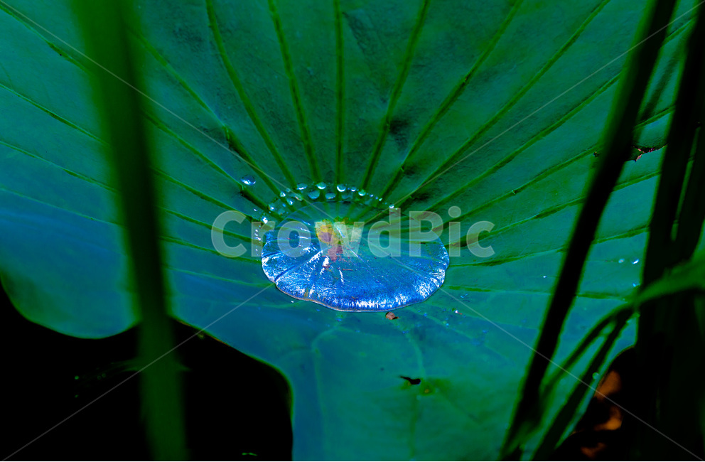 관곡지,생태공원,연잎,물방울,감성,연,식물,습지,식물,자연,plants,nature